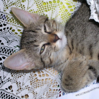 Nala Bebe