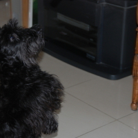 Photo #24127 de Chipie