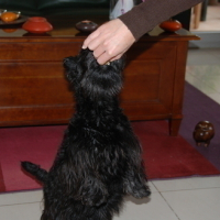 Photo #24133 de Chipie