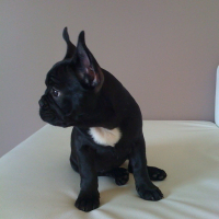 Photo #24181 de Doobie