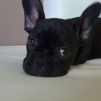 Photo #24187 de Doobie