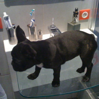 Photo #24193 de Doobie