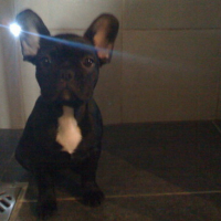 Photo #24199 de Doobie