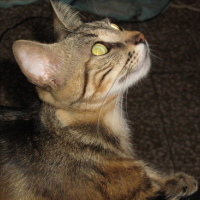 Photo #24205 de Sherkane