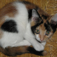Photo #24217 de Chataigne