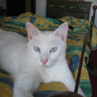 Photo #24559 de Golf