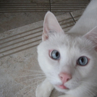 Photo #24595 de Golf