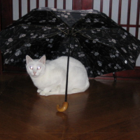 Photo #24613 de Golf