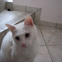 Photo #24619 de Golf