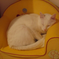 Photo #24667 de Golf