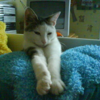 Photo #24685 de Frimousse