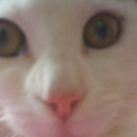 Photo #24691 de Frimousse