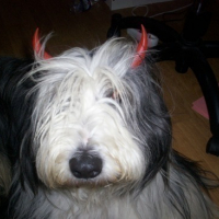 Photo #24979 de Bambou