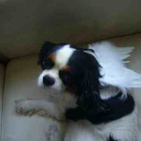 Photo #25045 de Piwi