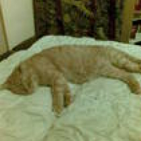 Photo #25159 de Capone
