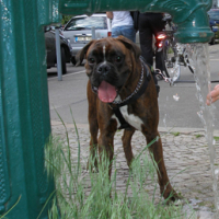 Photo #25285 de Bacchus
