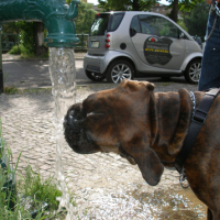 Photo #25291 de Bacchus