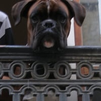 Photo #25309 de Bacchus