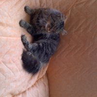 Photo #25549 de Myrtille
