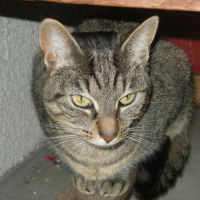 Photo #25663 de Nala