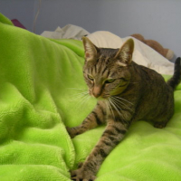 Photo #25669 de Nala