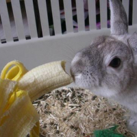 Photo #25795 de Cheyenne
