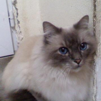 Photo #25825 de Ruby des jardins de badalpour