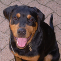 Photo #25873 de Stik