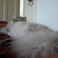 Photo #26233 de Demeter