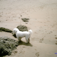 Photo #26263 de Anis