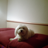 Photo #26275 de Anis