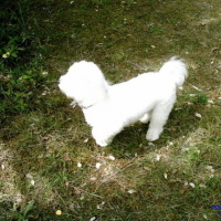 Photo #26281 de Anis