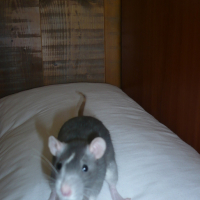 Photo #26305 de Chips