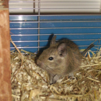Photo #26401 de Ratix