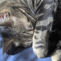 Photo #26675 de Bibou