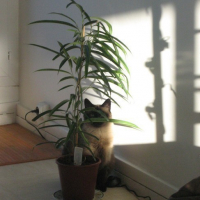 Photo #26755 de Onyxia