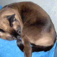 Photo #26887 de Zizis