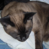 Photo #26893 de Zizis