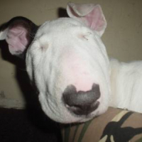 Photo #26929 de Abyss