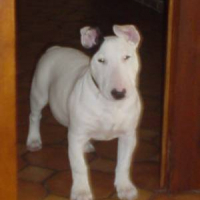 Photo #26941 de Abyss