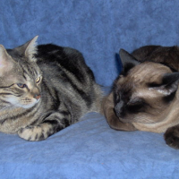 Photo #26959 de Bibou