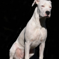 diablo_10