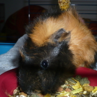 Photo #27055 de Tagada