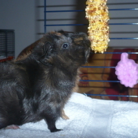 Photo #27061 de Tagada