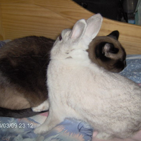 Photo #27127 de Pompon