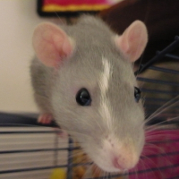 Photo #27217 de Chips