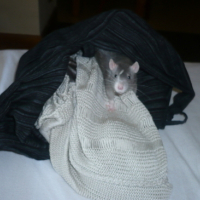 Photo #27223 de Chips