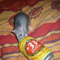 Photo #27229 de Chips