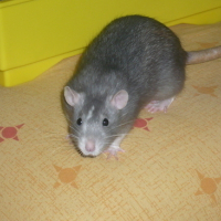 Photo #27241 de Chips