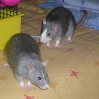 Photo #27247 de Chips